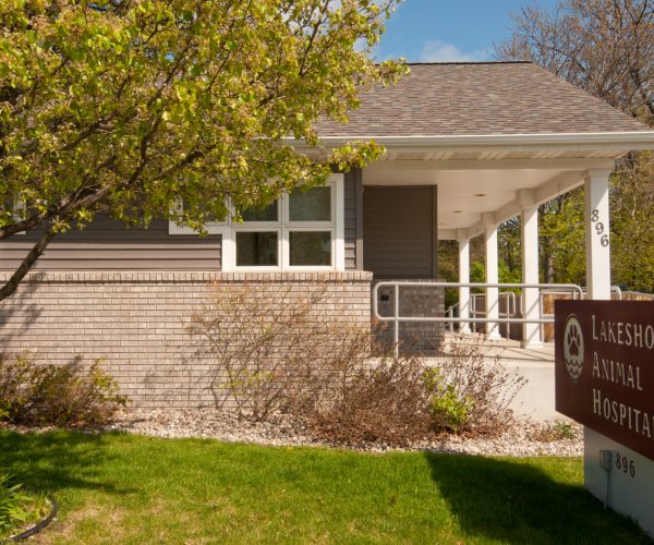 LakeshoreAminalC2_7992_edited-1