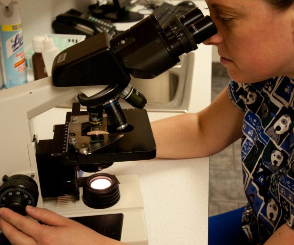 LakeshoreAnimalC3_8973_edited-1