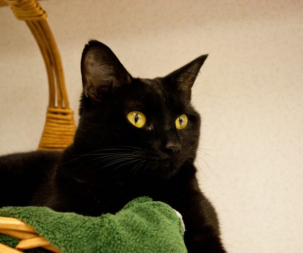 LakeshoreAnimalC3_9016_edited-1